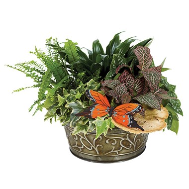 European Dish Garden