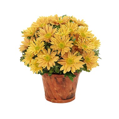 Fresh Harvest Bouquet